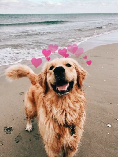 Pet